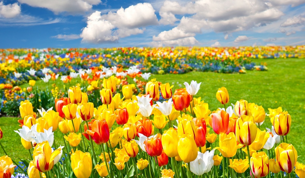 Colorful tulips wallpaper 1024x600