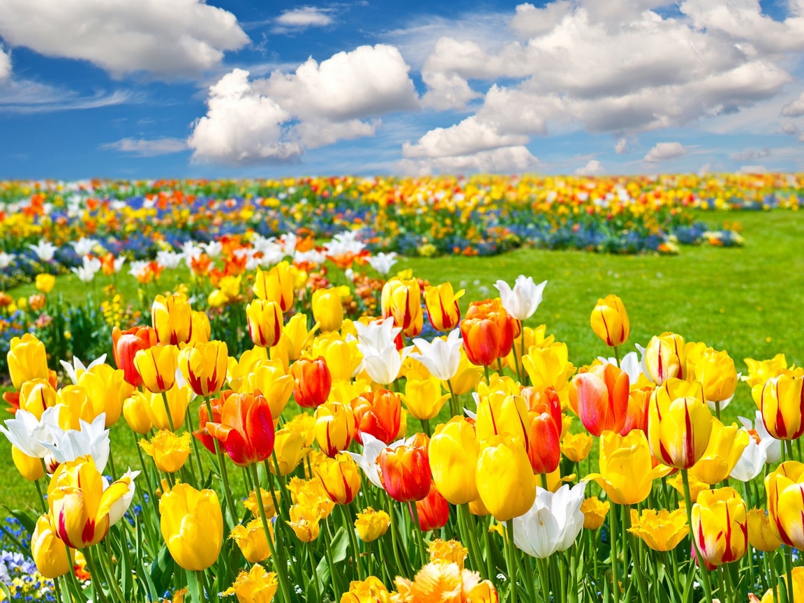 Das Colorful tulips Wallpaper 1152x864