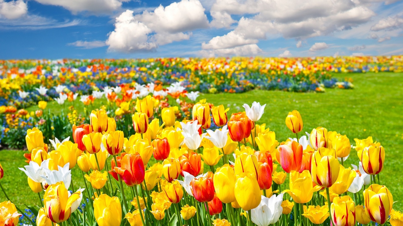 Обои Colorful tulips 1280x720