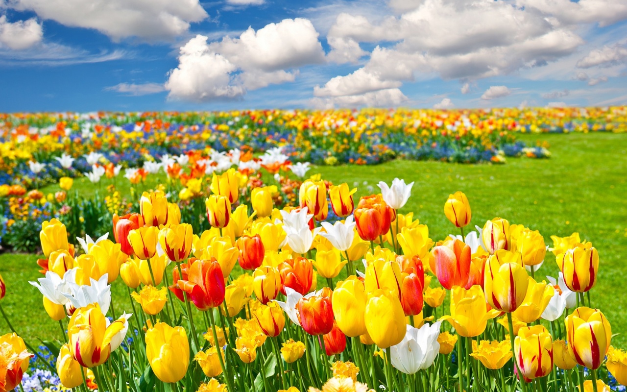 Colorful tulips wallpaper 1280x800