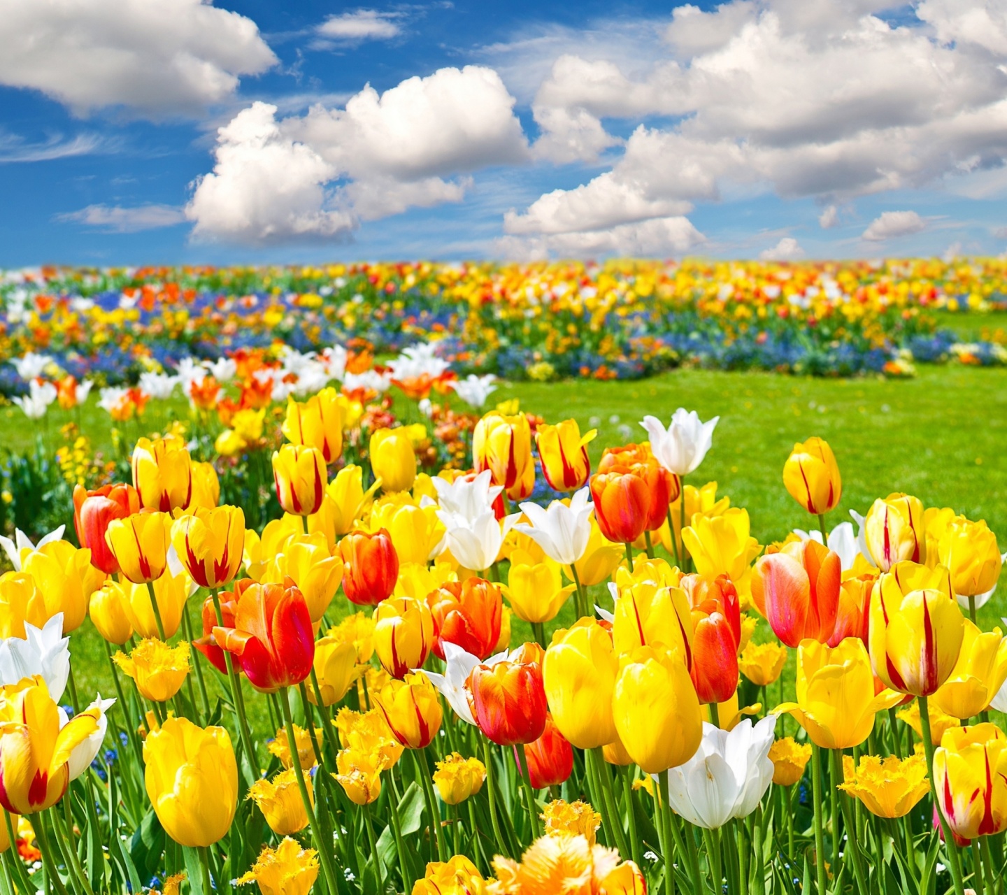 Обои Colorful tulips 1440x1280