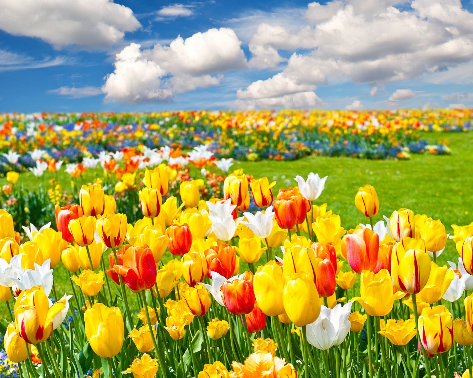 Colorful tulips wallpaper 1600x1280