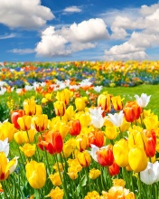 Обои Colorful tulips 176x220