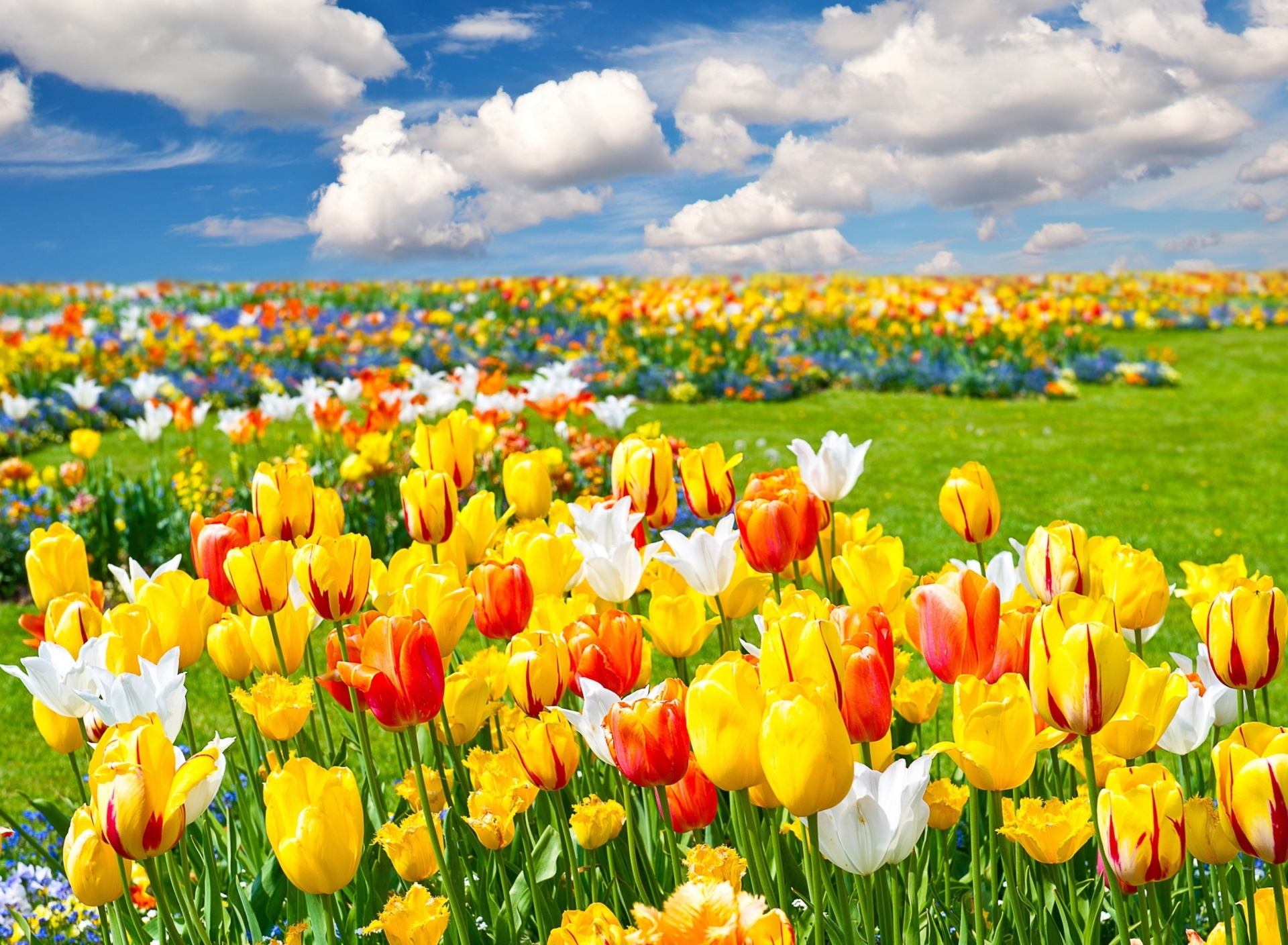 Fondo de pantalla Colorful tulips 1920x1408