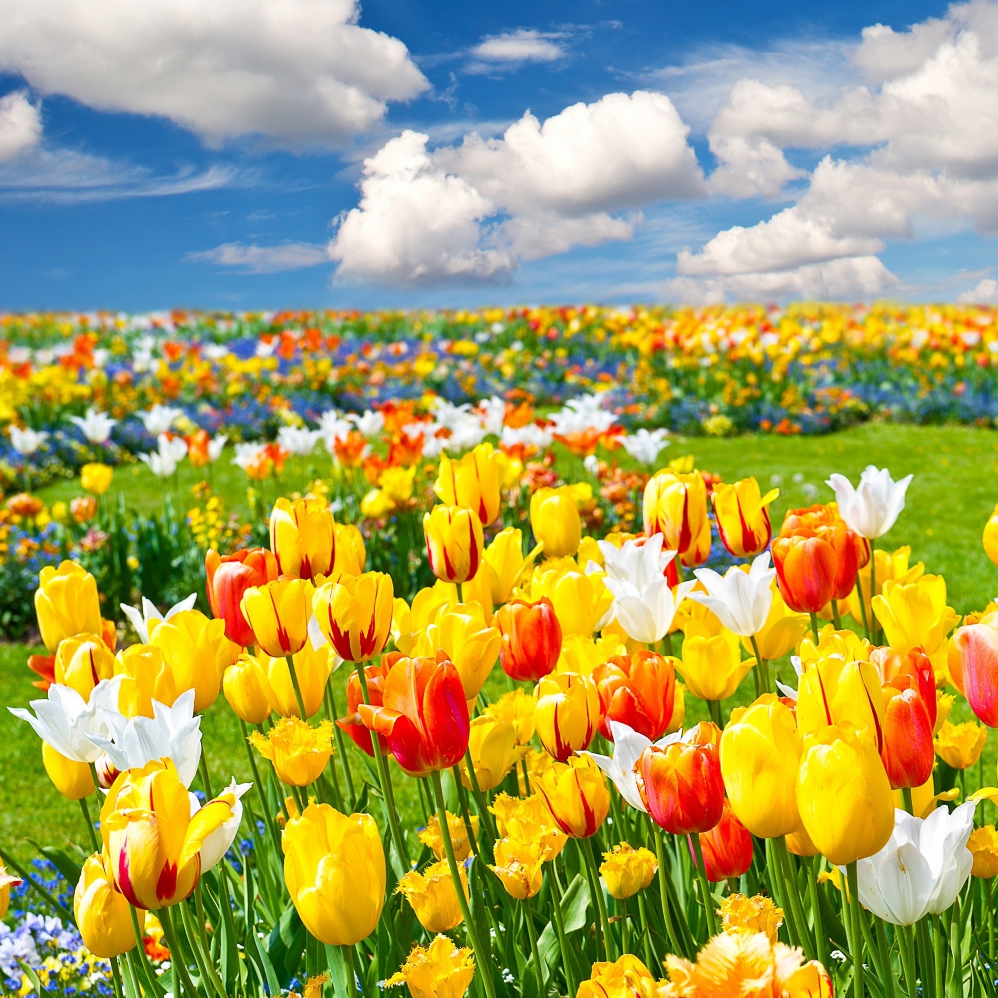 Sfondi Colorful tulips 2048x2048
