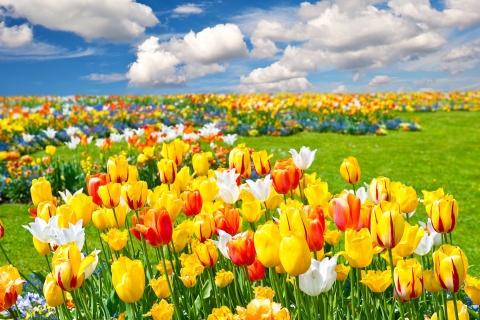 Colorful tulips wallpaper 480x320