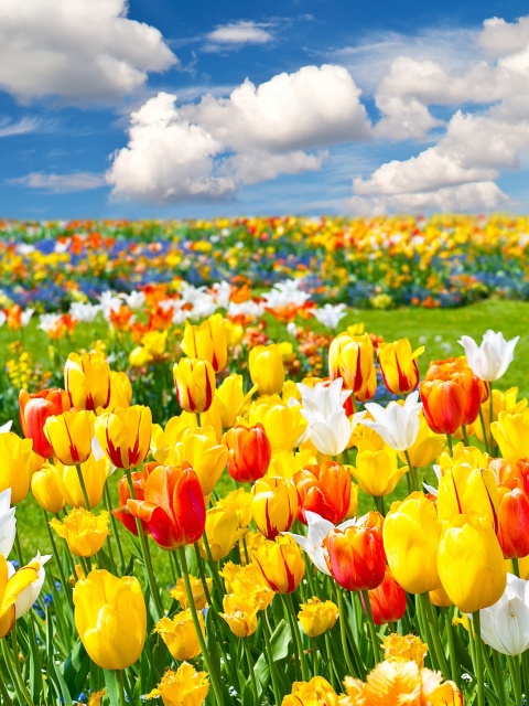 Colorful tulips wallpaper 480x640