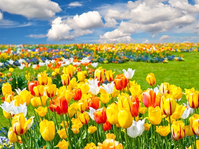 Обои Colorful tulips 640x480