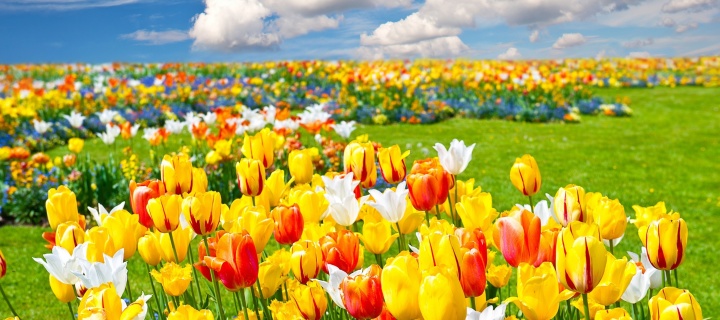 Colorful tulips wallpaper 720x320