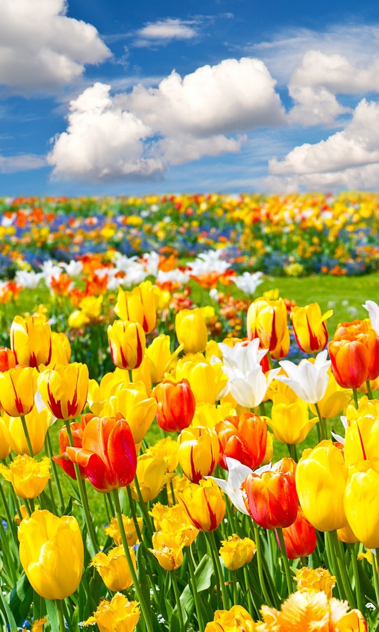 Colorful tulips wallpaper 768x1280