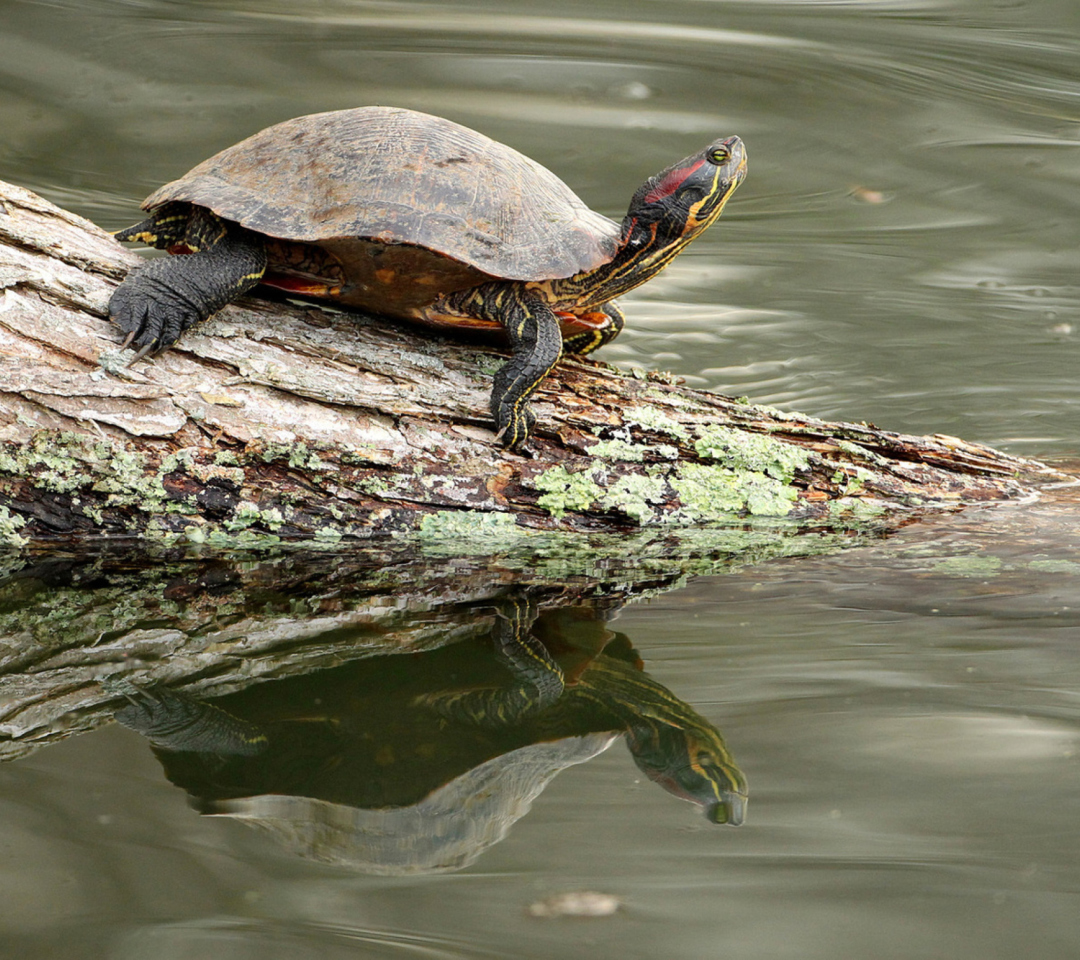 Sfondi Turtle On The Log 1080x960