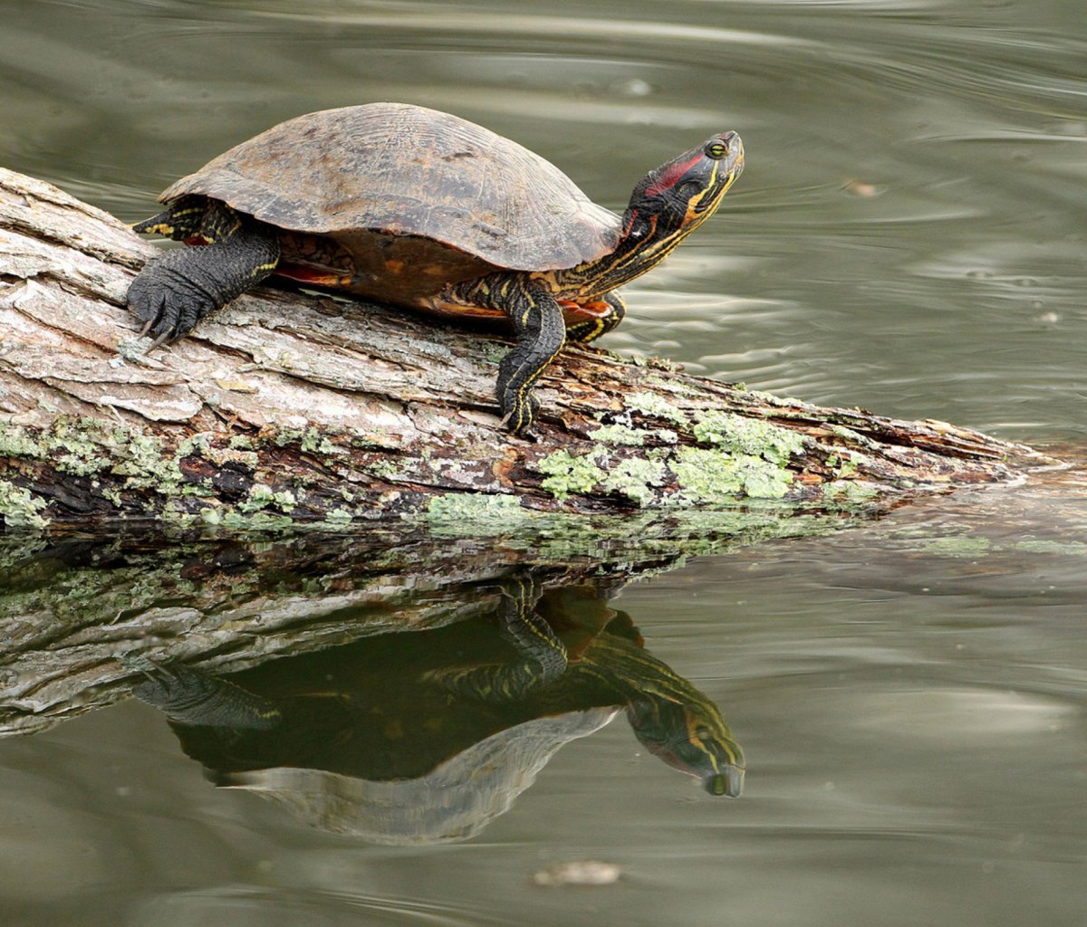 Sfondi Turtle On The Log 1200x1024
