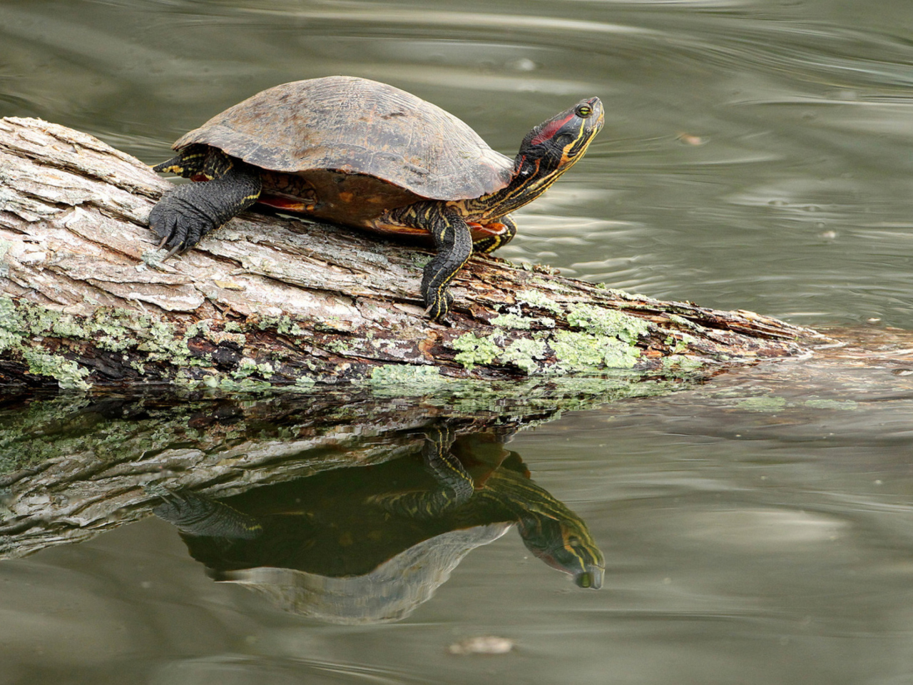Sfondi Turtle On The Log 1280x960