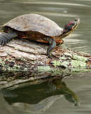 Turtle On The Log wallpaper 128x160