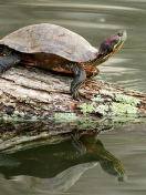 Turtle On The Log wallpaper 132x176