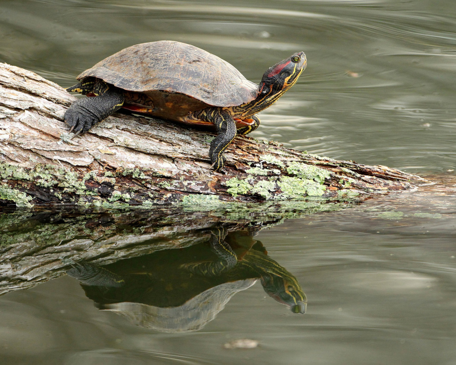 Sfondi Turtle On The Log 1600x1280