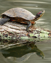 Turtle On The Log wallpaper 176x220