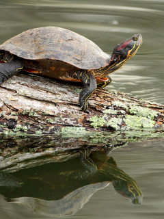 Turtle On The Log wallpaper 240x320