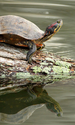 Turtle On The Log wallpaper 240x400