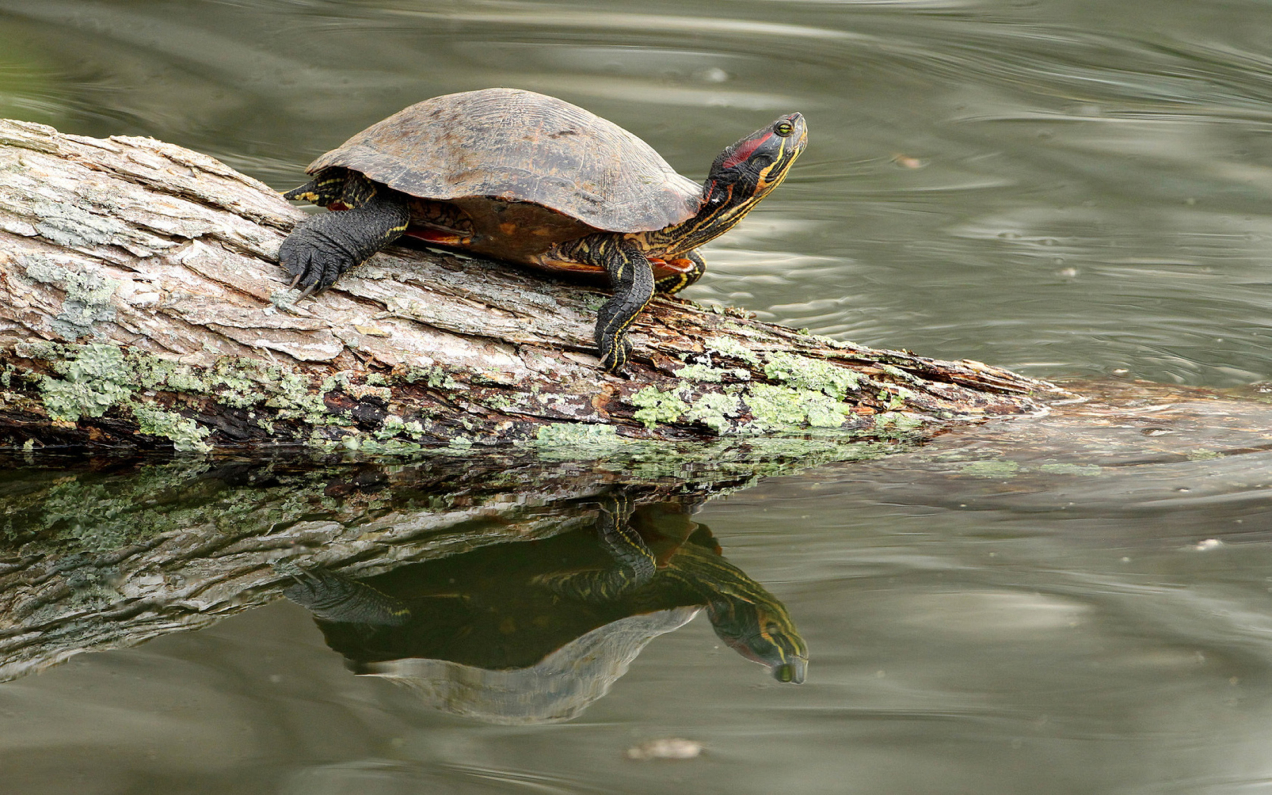 Turtle On The Log wallpaper 2560x1600