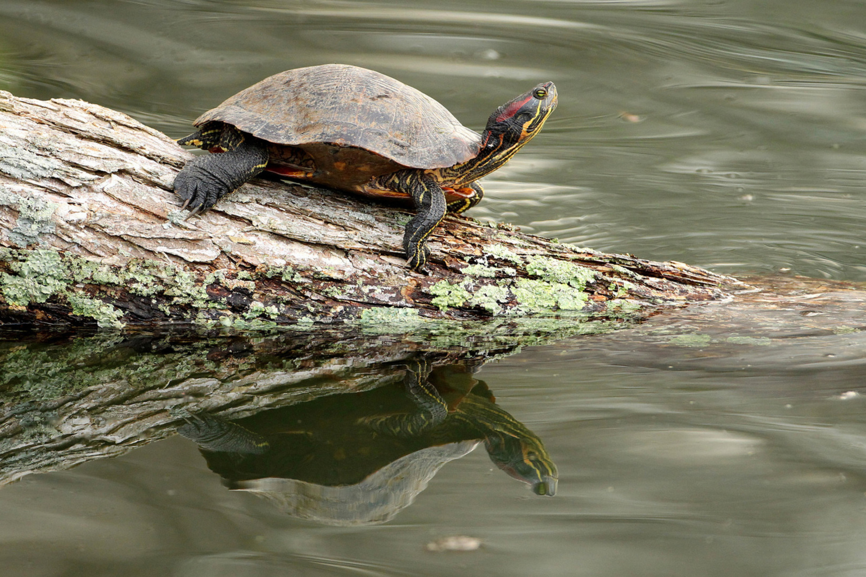Turtle On The Log wallpaper 2880x1920