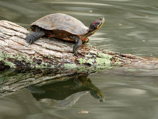 Fondo de pantalla Turtle On The Log 320x240