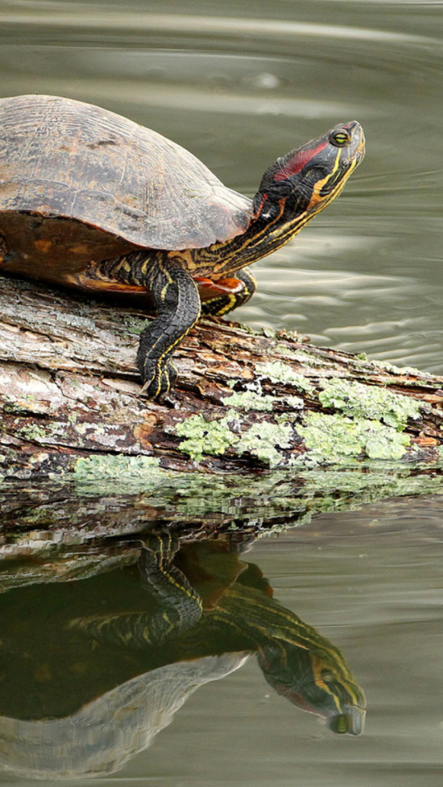 Обои Turtle On The Log 640x1136