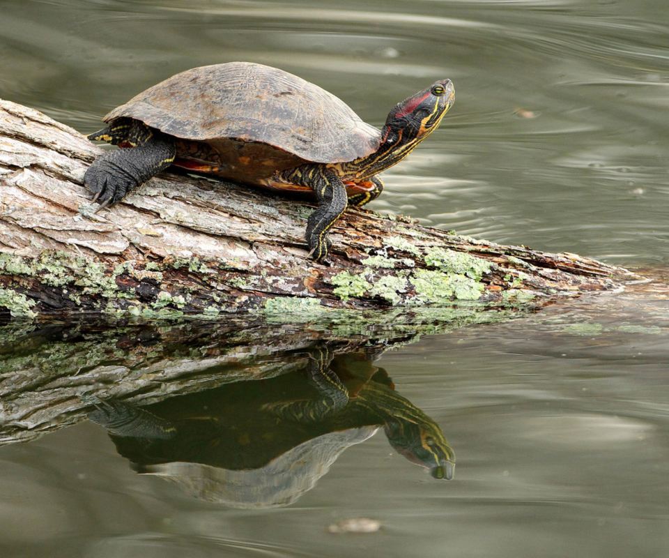 Turtle On The Log wallpaper 960x800