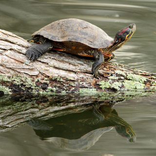 Kostenloses Turtle On The Log Wallpaper für iPad