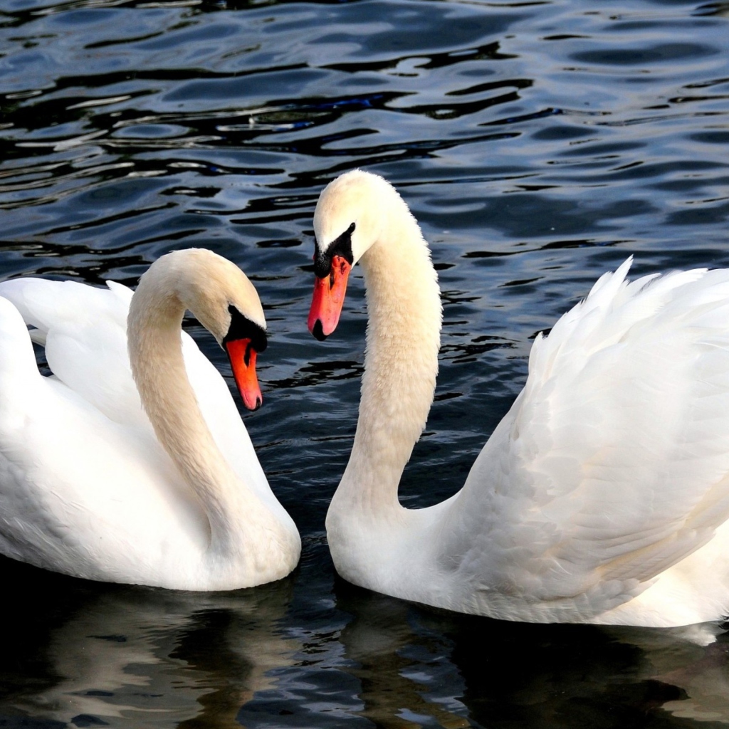 Fondo de pantalla Two Beautiful Swans 1024x1024