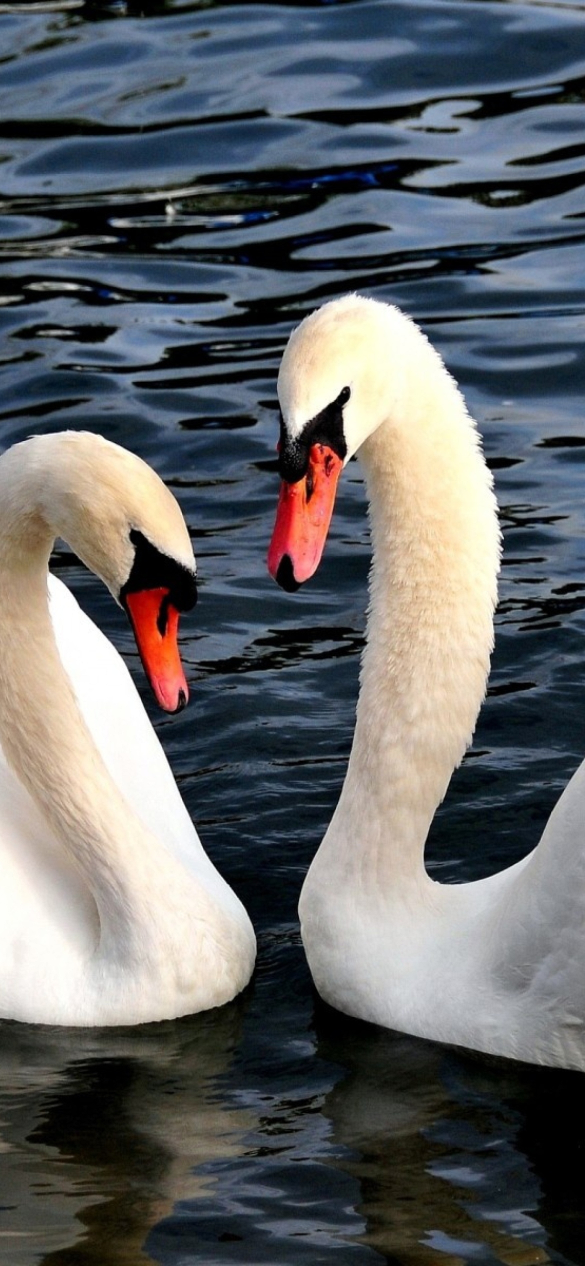 Das Two Beautiful Swans Wallpaper 1170x2532