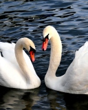 Sfondi Two Beautiful Swans 128x160
