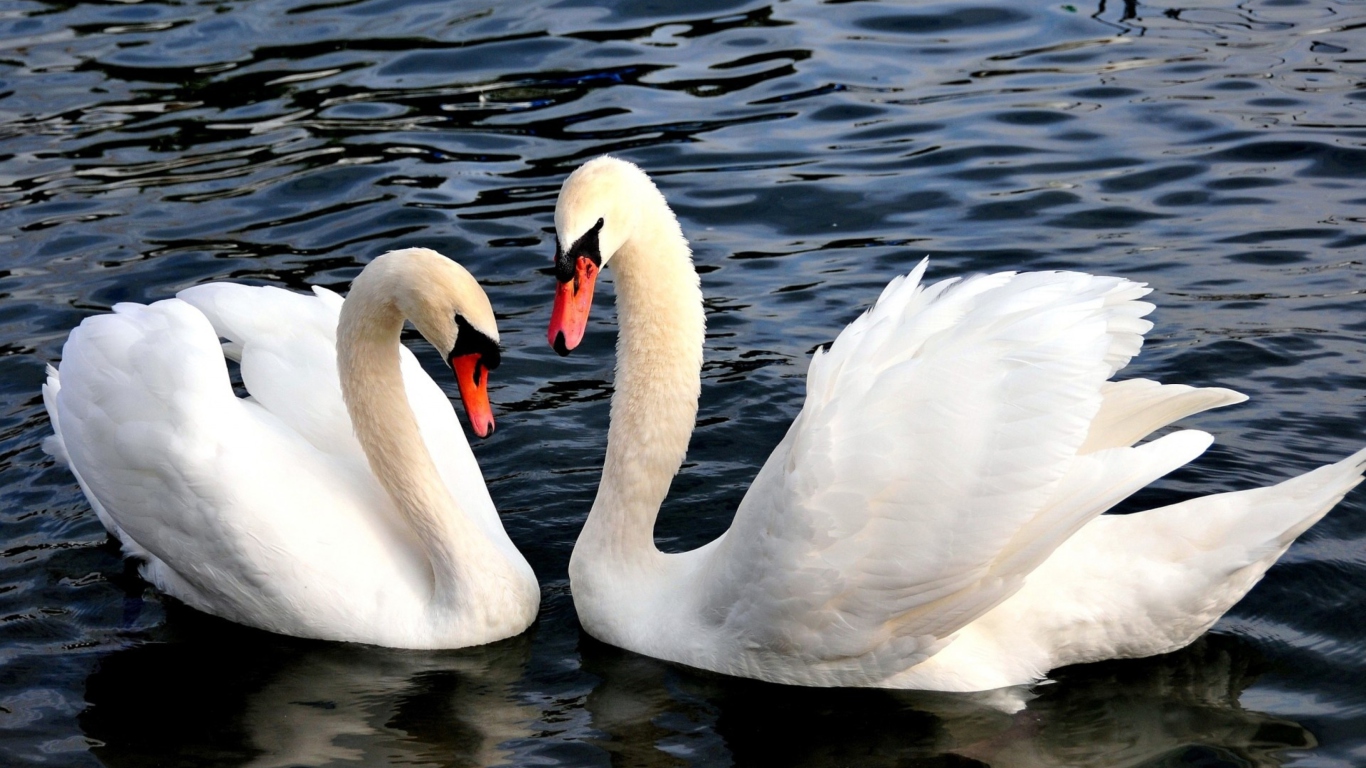 Das Two Beautiful Swans Wallpaper 1366x768