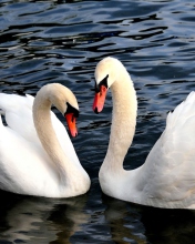 Fondo de pantalla Two Beautiful Swans 176x220