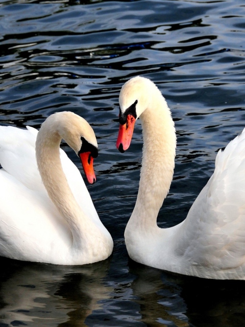 Das Two Beautiful Swans Wallpaper 480x640