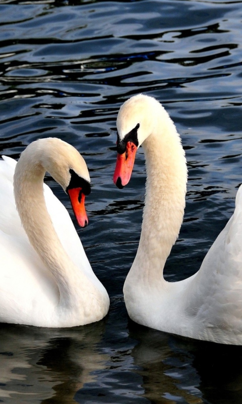 Das Two Beautiful Swans Wallpaper 480x800