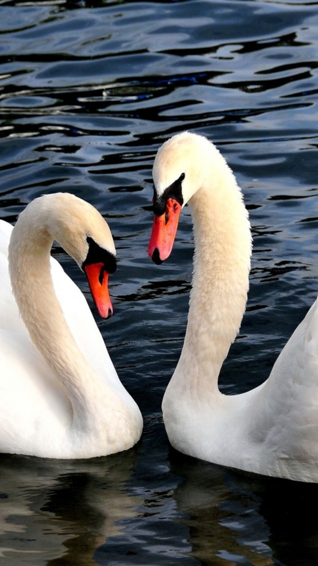 Das Two Beautiful Swans Wallpaper 640x1136