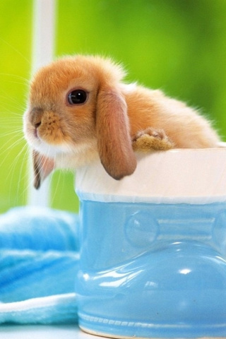 Little Bunny wallpaper 320x480