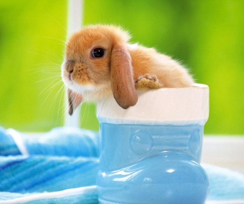 Little Bunny wallpaper 960x800