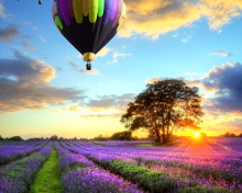 Lavender Field wallpaper 220x176