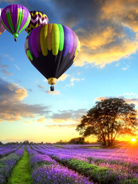 Lavender Field wallpaper 480x640