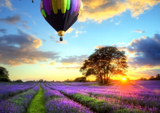 Lavender Field Background for Android, iPhone and iPad