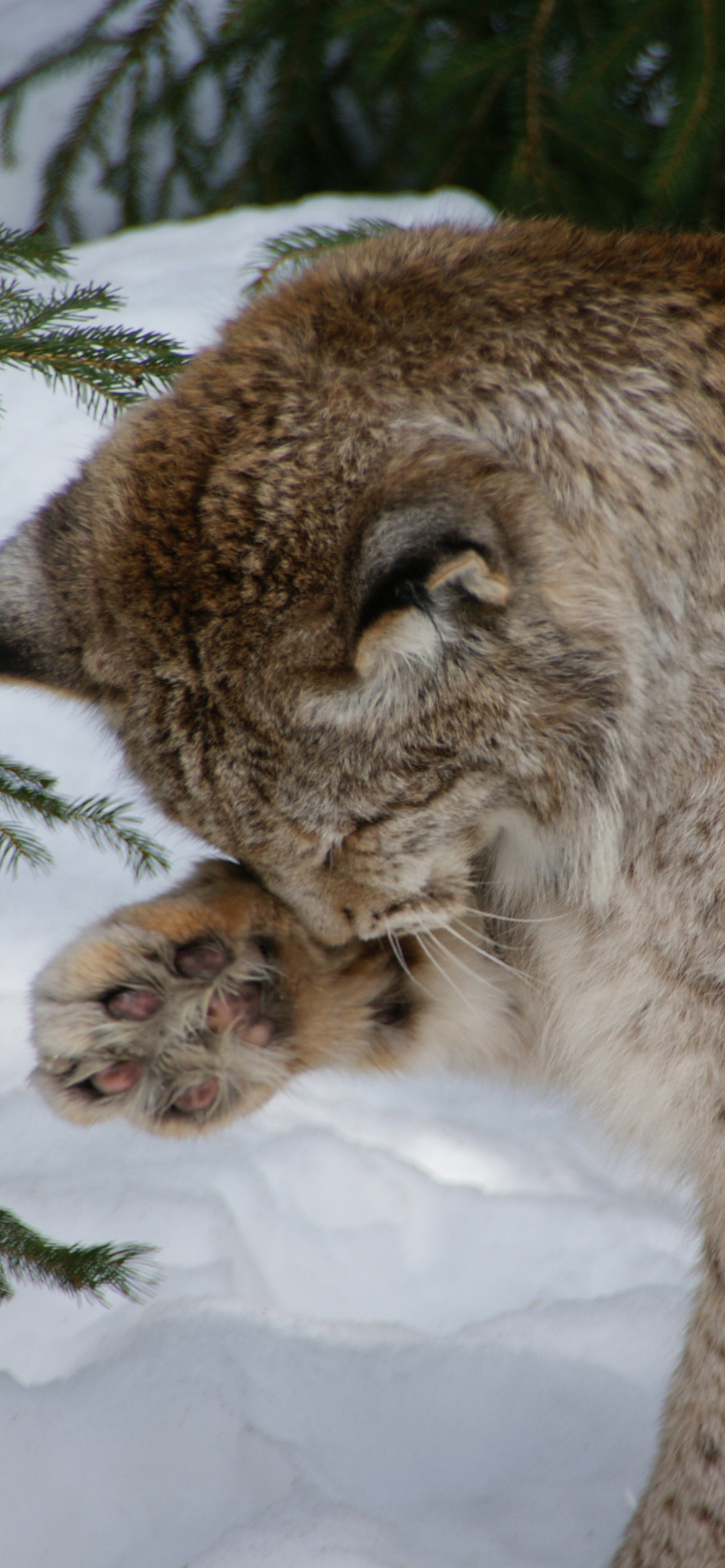 Fondo de pantalla Eurasian Lynx 1170x2532