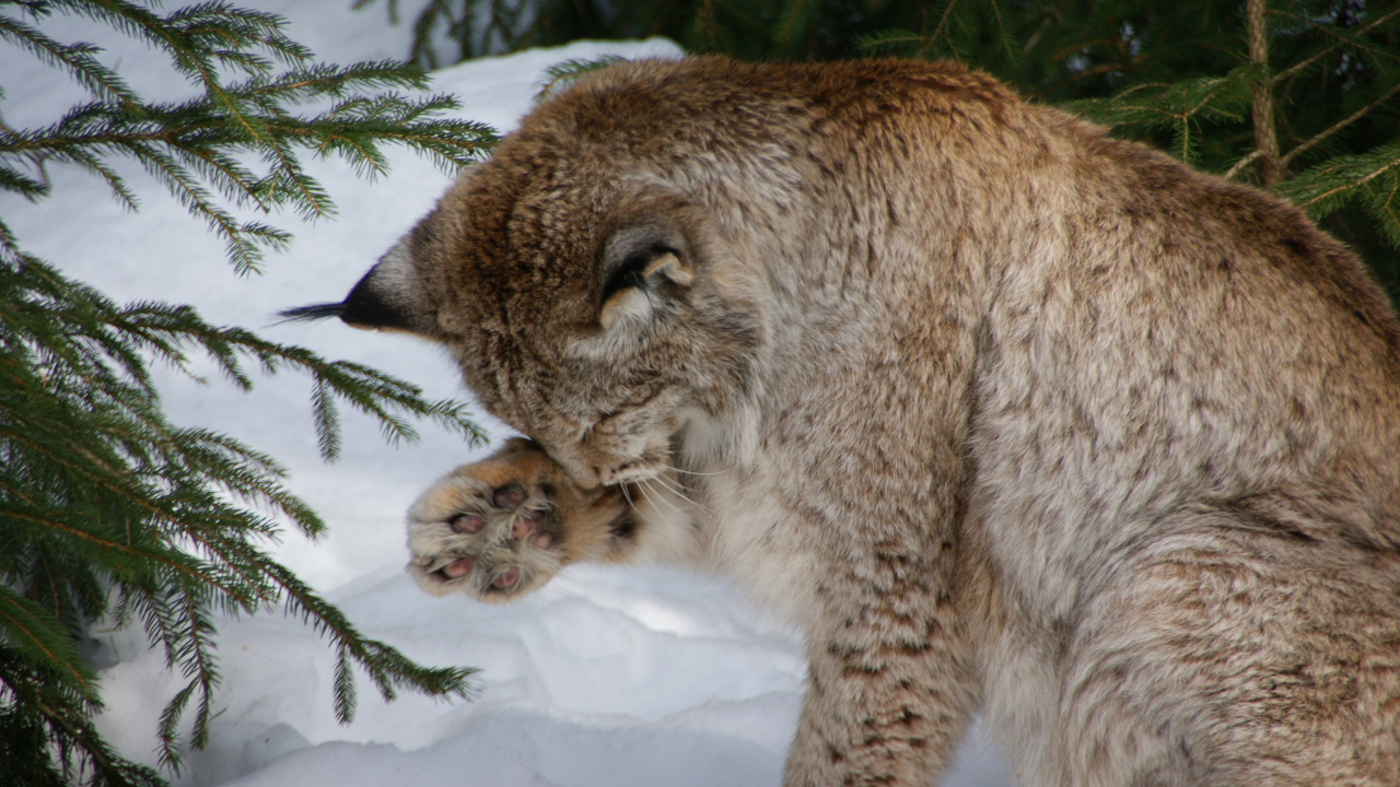 Eurasian Lynx wallpaper 1280x720