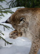 Обои Eurasian Lynx 132x176