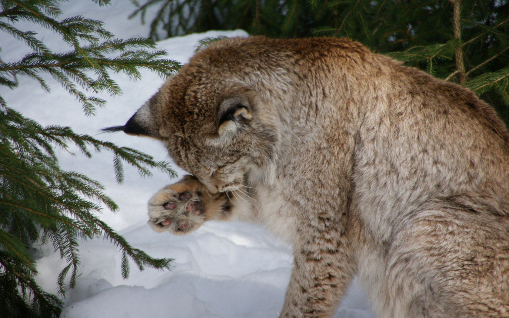 Fondo de pantalla Eurasian Lynx 1680x1050
