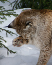 Обои Eurasian Lynx 176x220