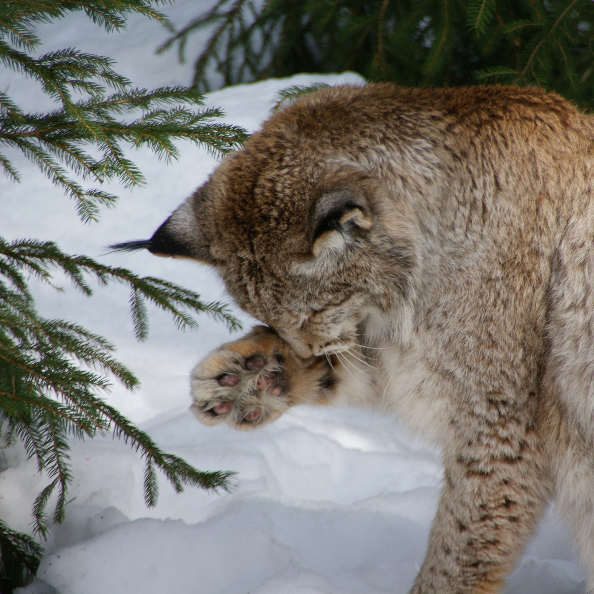 Обои Eurasian Lynx 2048x2048