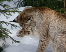 Fondo de pantalla Eurasian Lynx 220x176