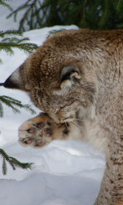 Eurasian Lynx screenshot #1 240x400